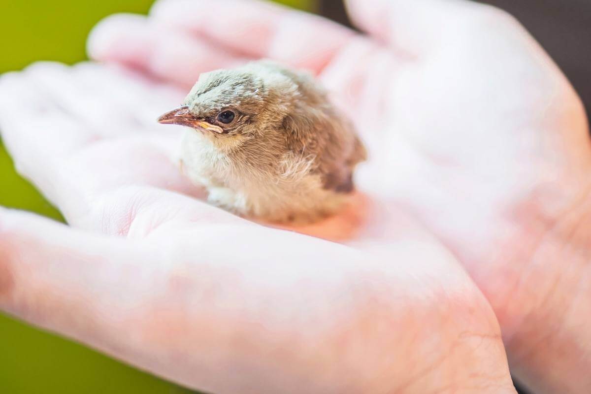 How Do You Get a Baby Bird to Open Its Mouth? - Gardenia Organic