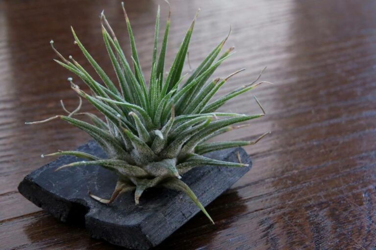 How To Attach Air Plants To Wood In 6 Quick Steps Gardenia Organic