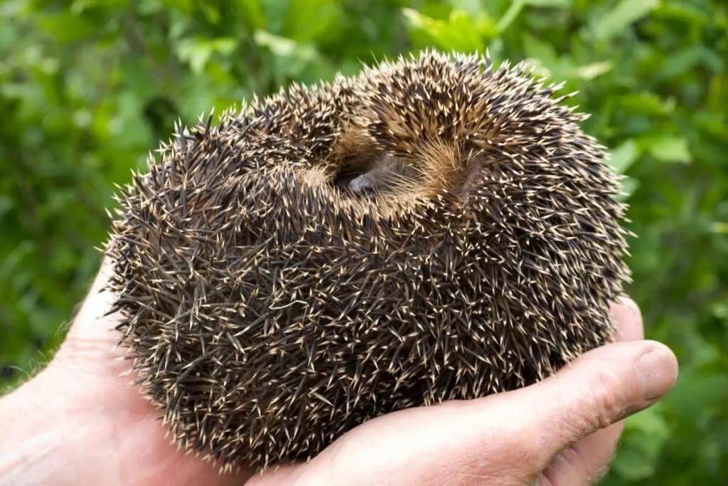 Why do hedgehogs curl up in a ball
