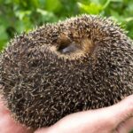 Why do hedgehogs curl up in a ball