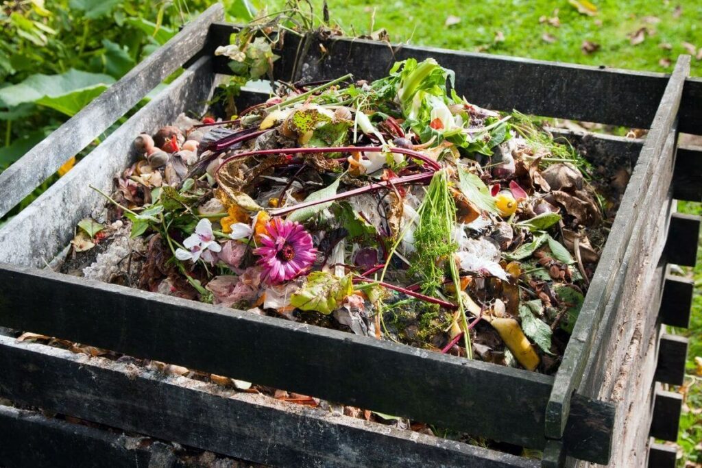 Worm Castings vs Compost: Which is Better?