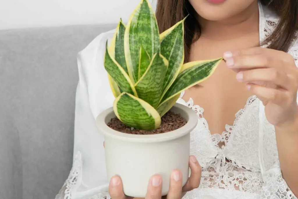 Can I Put My Snake Plant In an Outdoor Container?