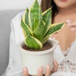 Can I Put My Snake Plant In an Outdoor Container?