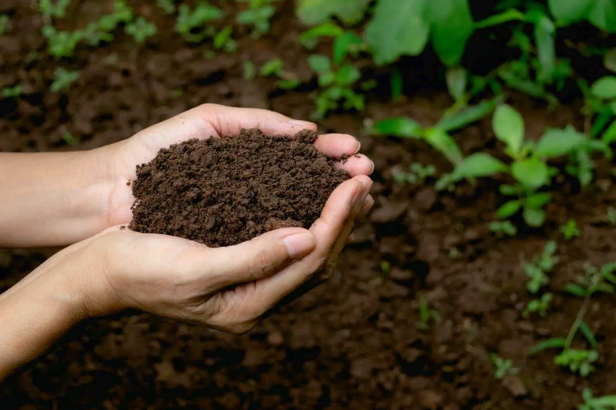 Bokashi vs Vermicomposting: Which Is Better?
