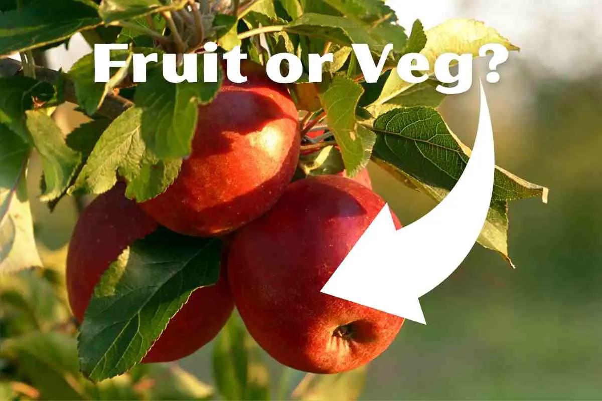 Is An Apple A Fruit Or Vegetable? (Quick answer)