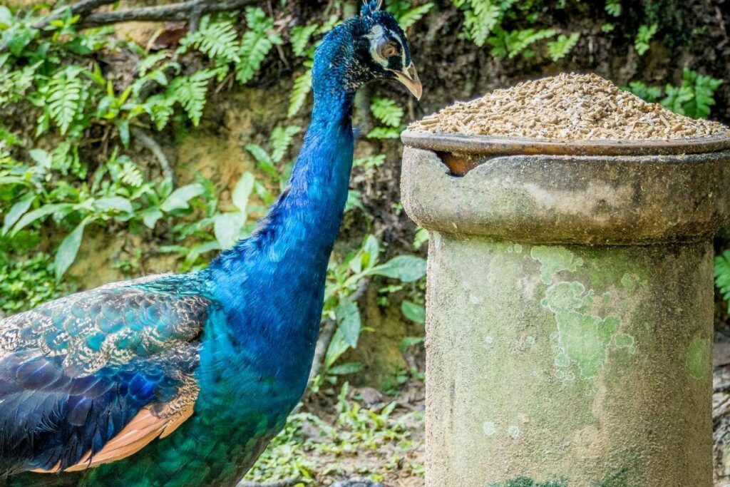 Wild Peacocks love to eat in your backyard