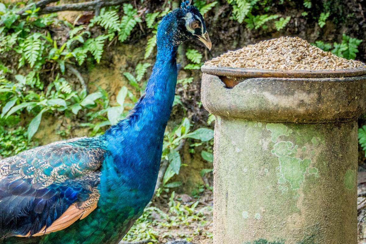 What to Feed Wild Peacocks in Your Backyard Feeding Guide Gardenia