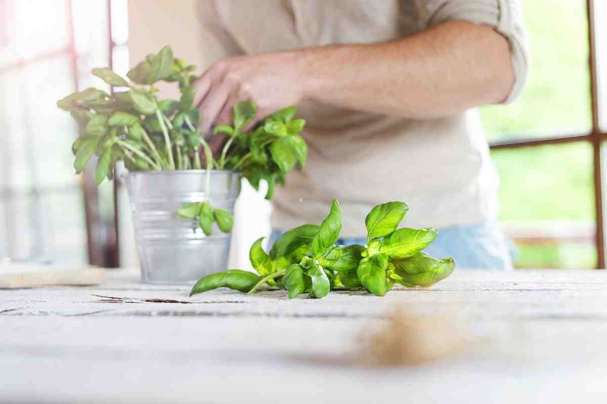Why Are Basil Leaves Turning White?