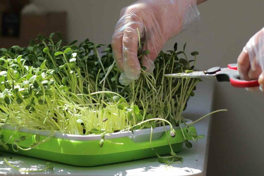 Microgreens That Regrow After Cutting