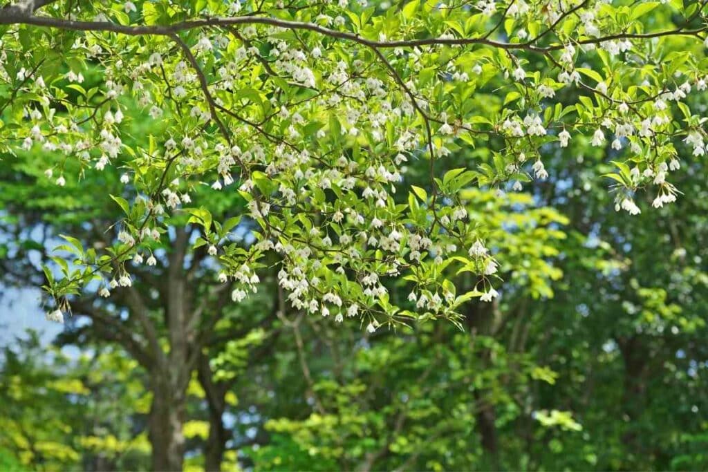 Styrax Trees