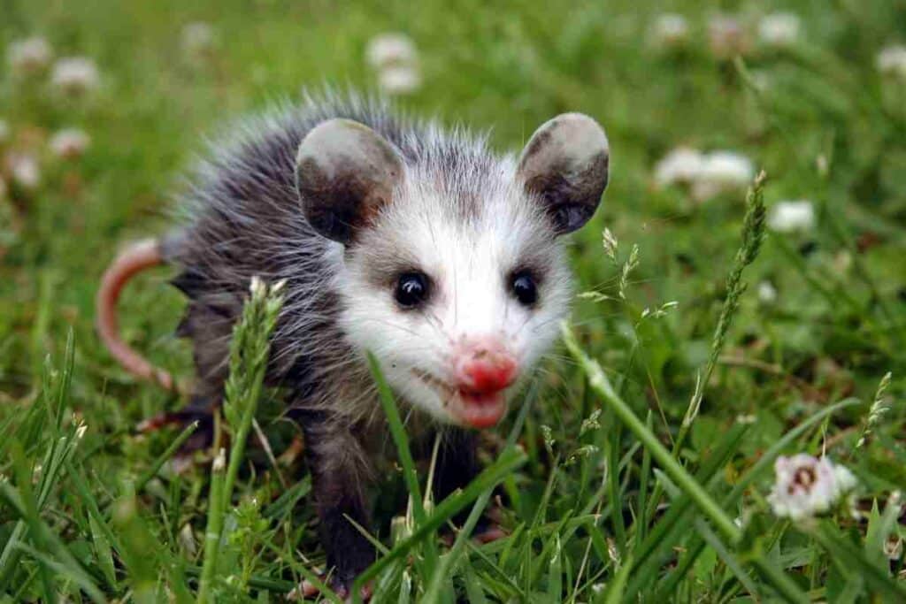 Opossum