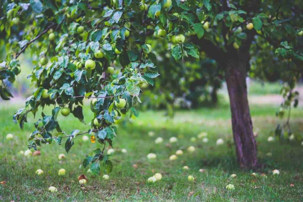 Apple Trees