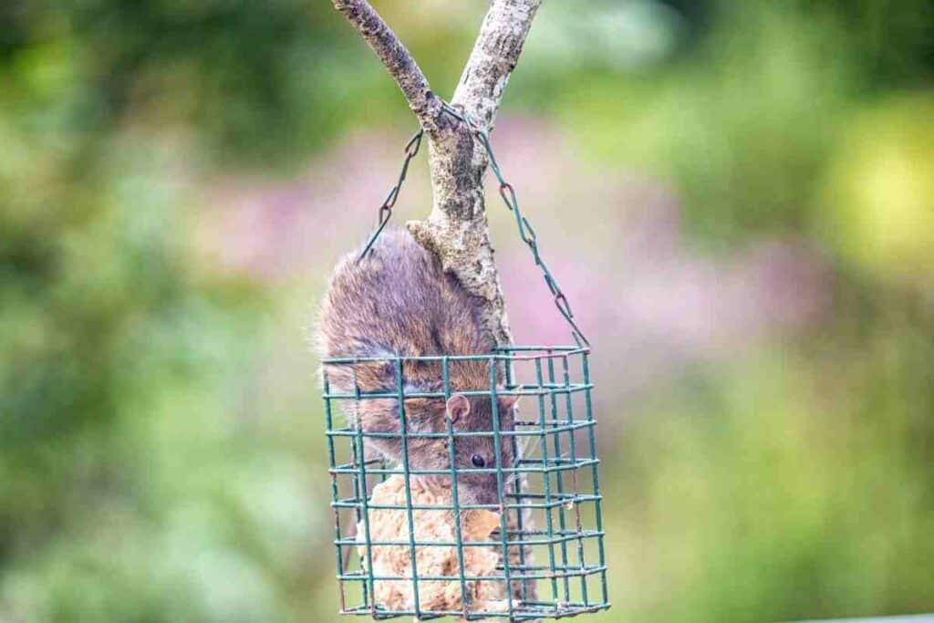 rat eating a bird feeder food