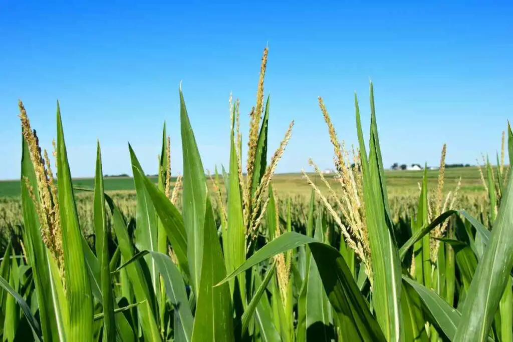 iowa corn farm