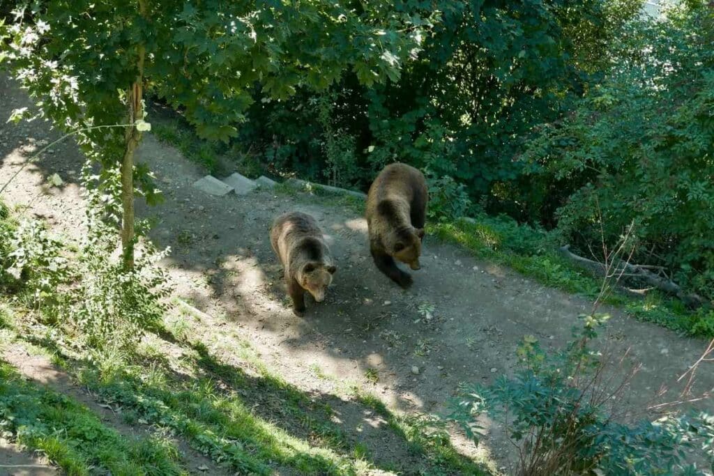 bear in backyard