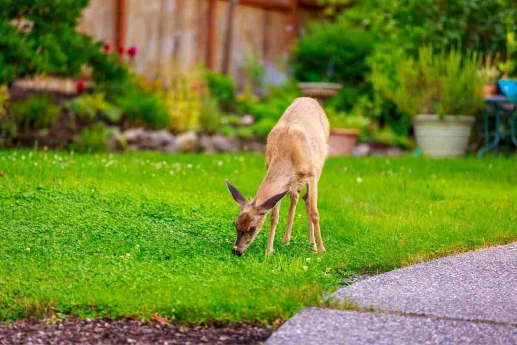 deer in backyard