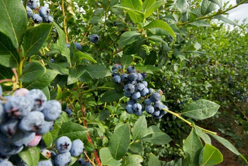 Blueberries