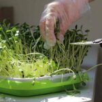 Microgreens That Regrow After Cutting