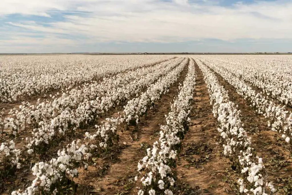 cotton fields in texas