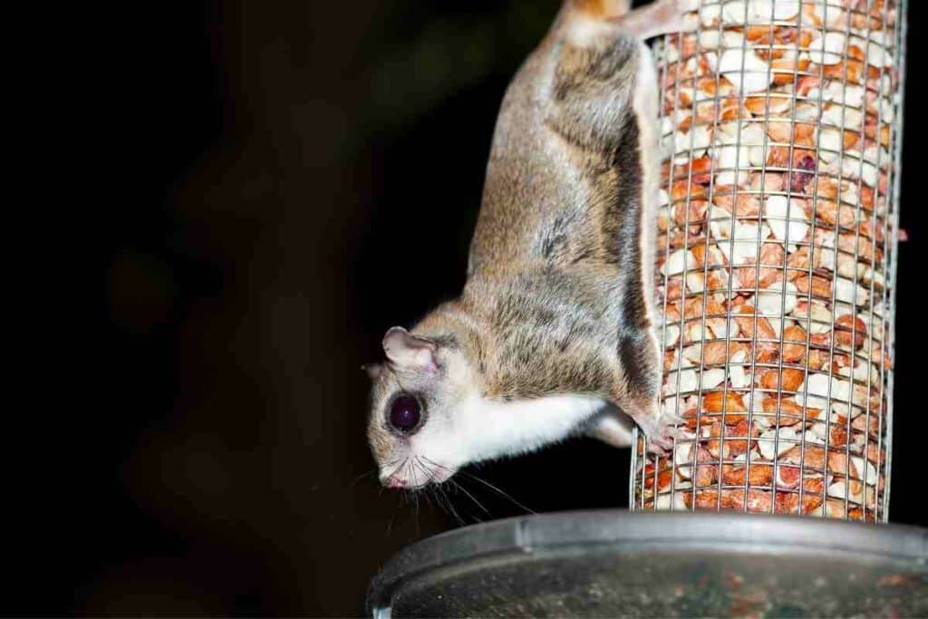 Flying Squirrels