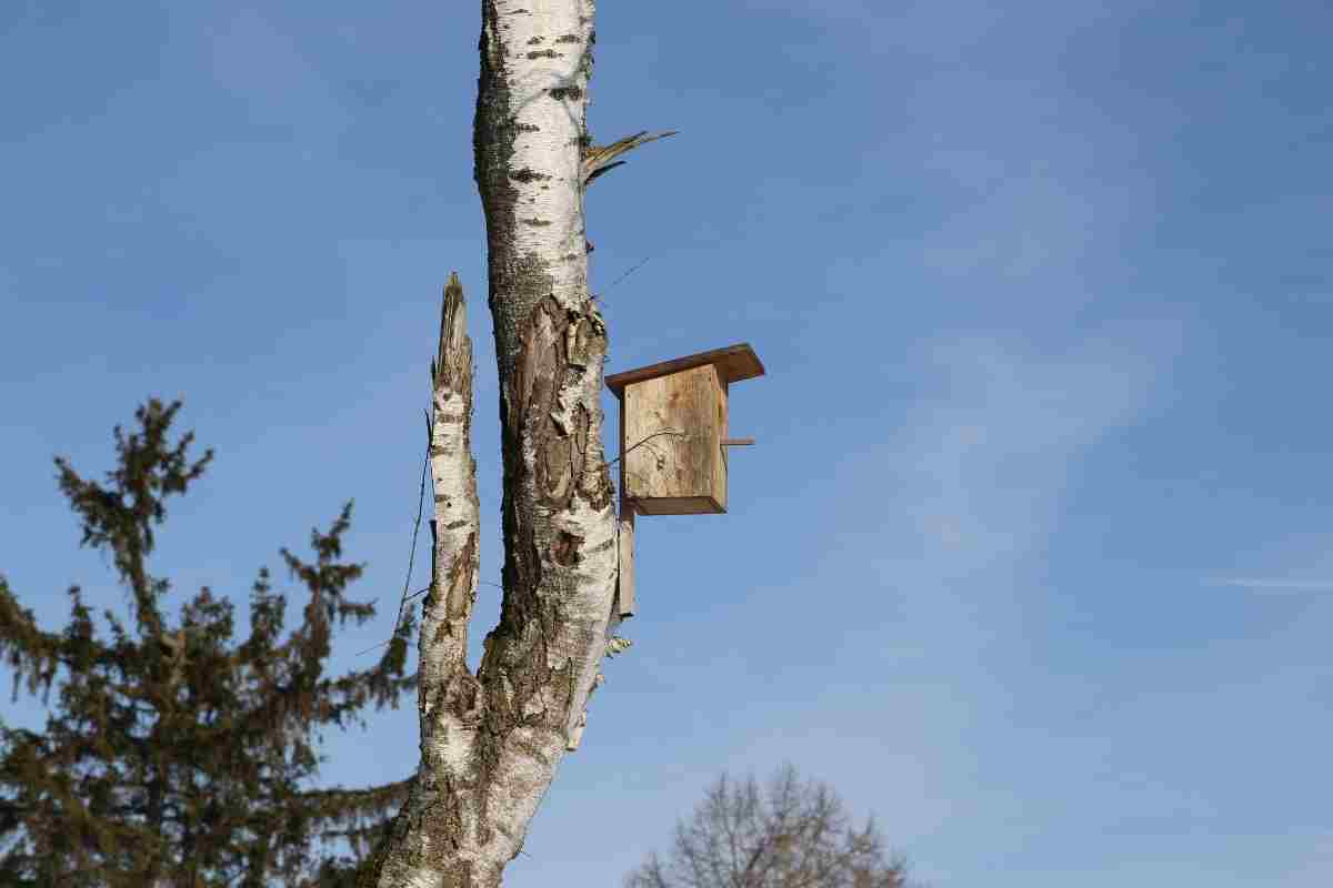 How High Should a Bird Nest Box Be?