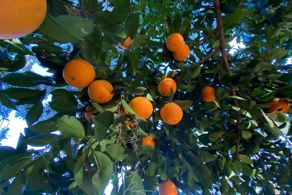 florida fruits