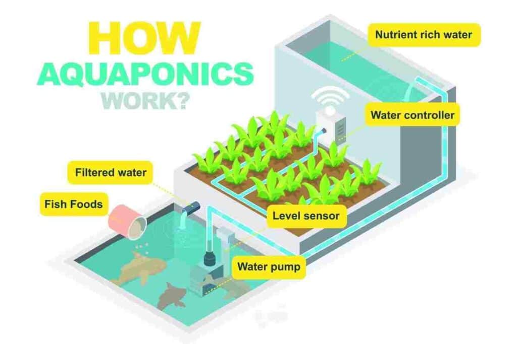 how aquaponics works