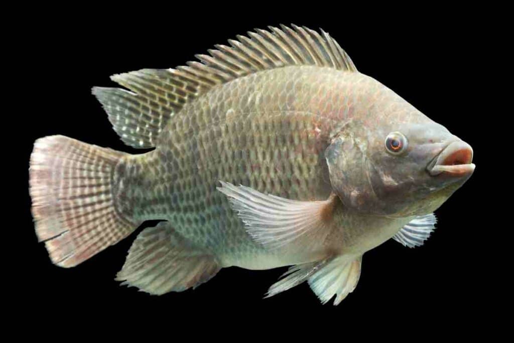 mozambique tilapia oreochromis mossambicus