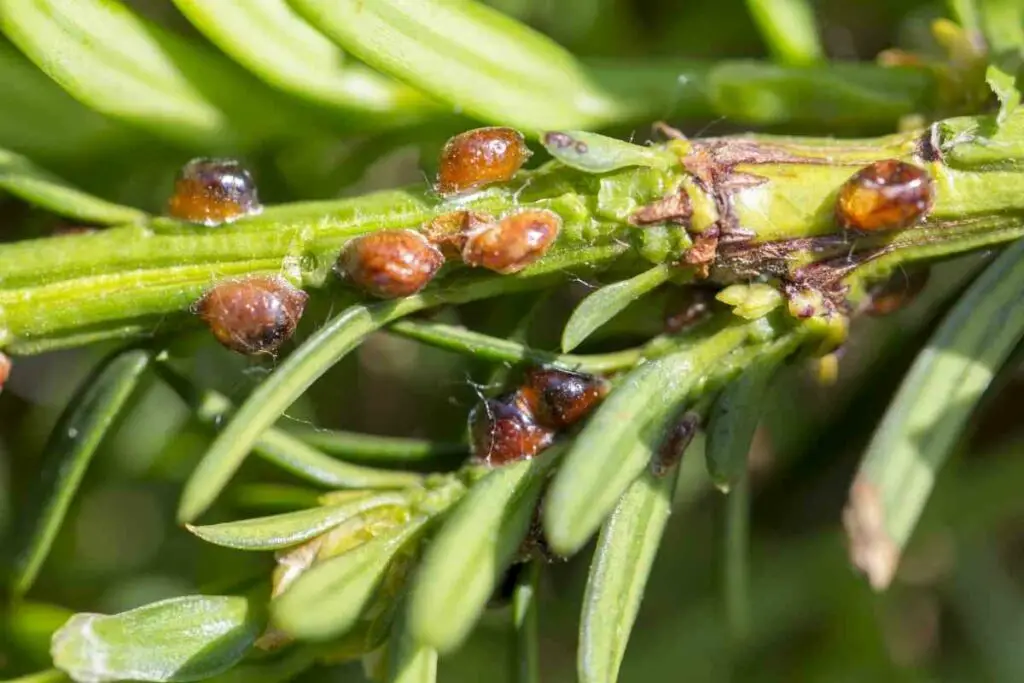 Are Scale Insects Harmful to Humans?