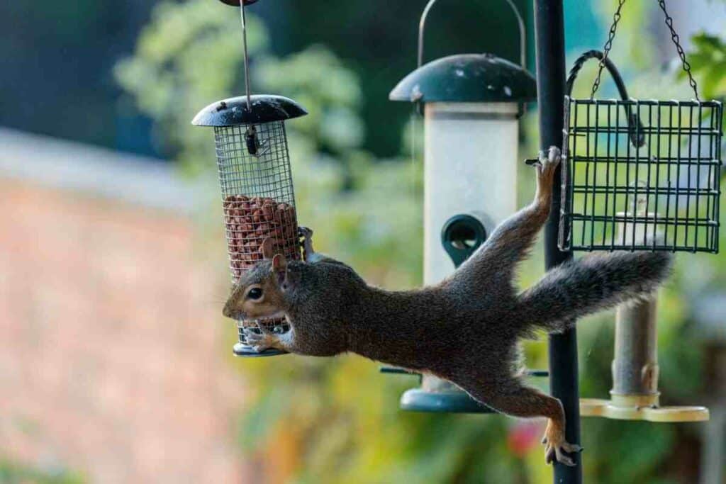 squirrel will take food