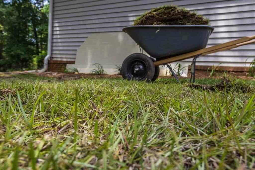 7 Centipede Grass Problems You Might Be Having