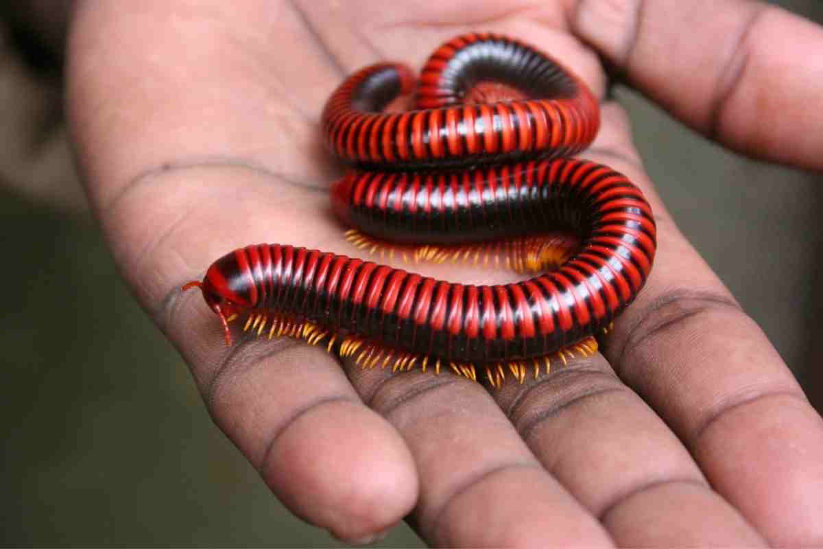Do Centipedes Have 100 Legs? Why Do They Have so Many Legs?