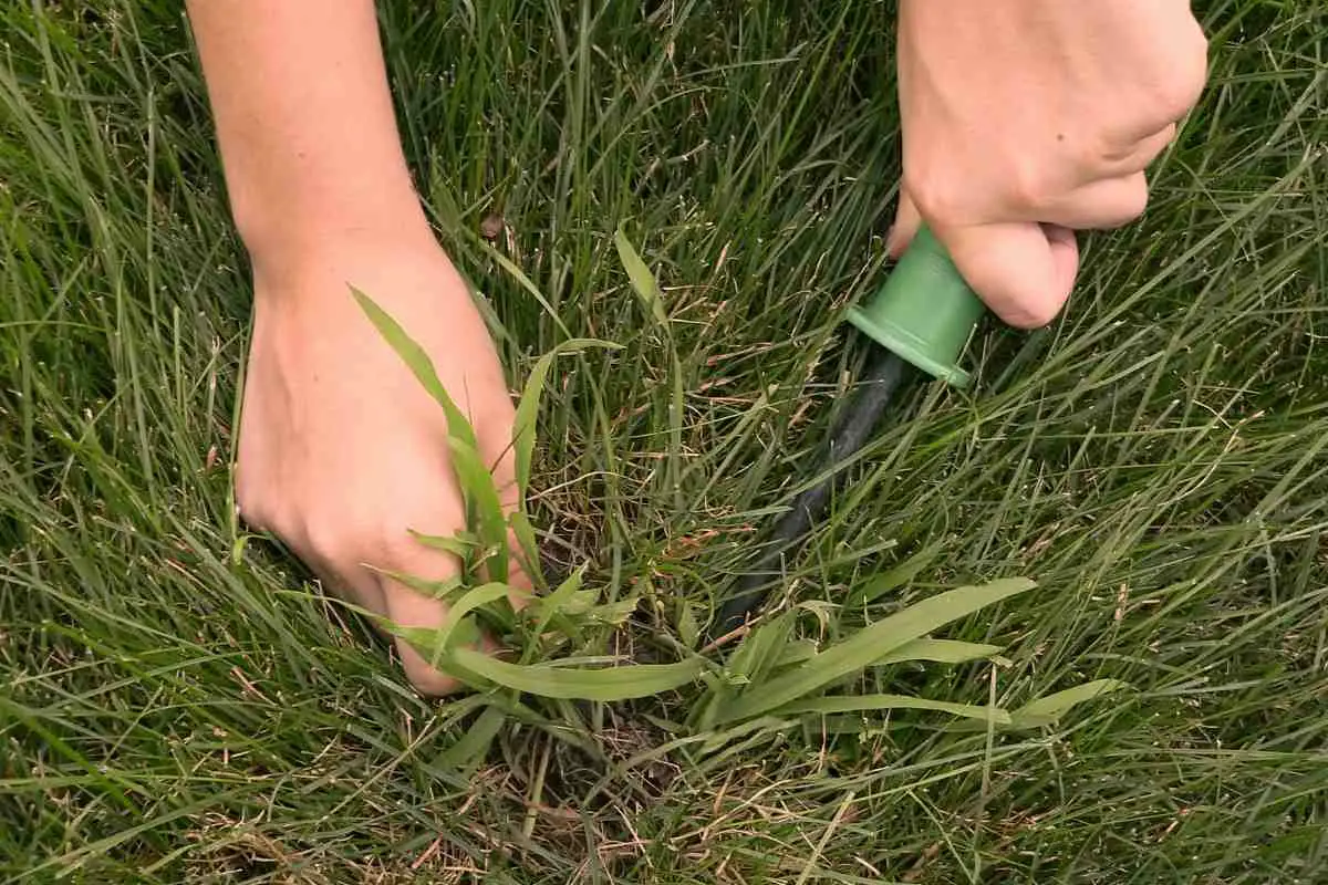 What Is the Best Crabgrass Killer for Your Lawn?