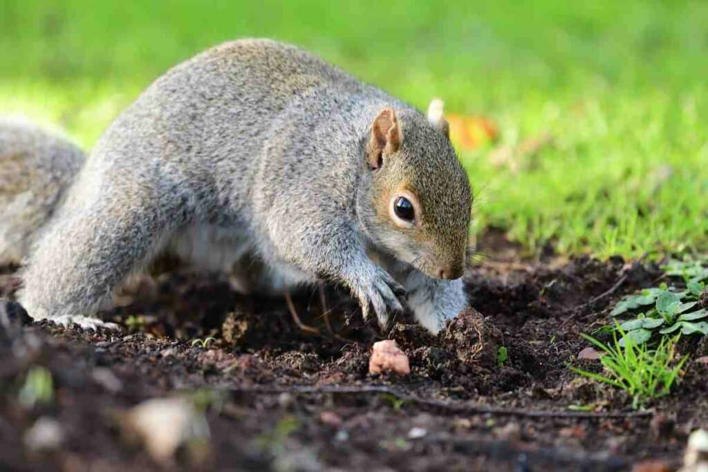 squirrel digging up garden