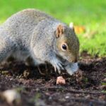 squirrel digging up garden