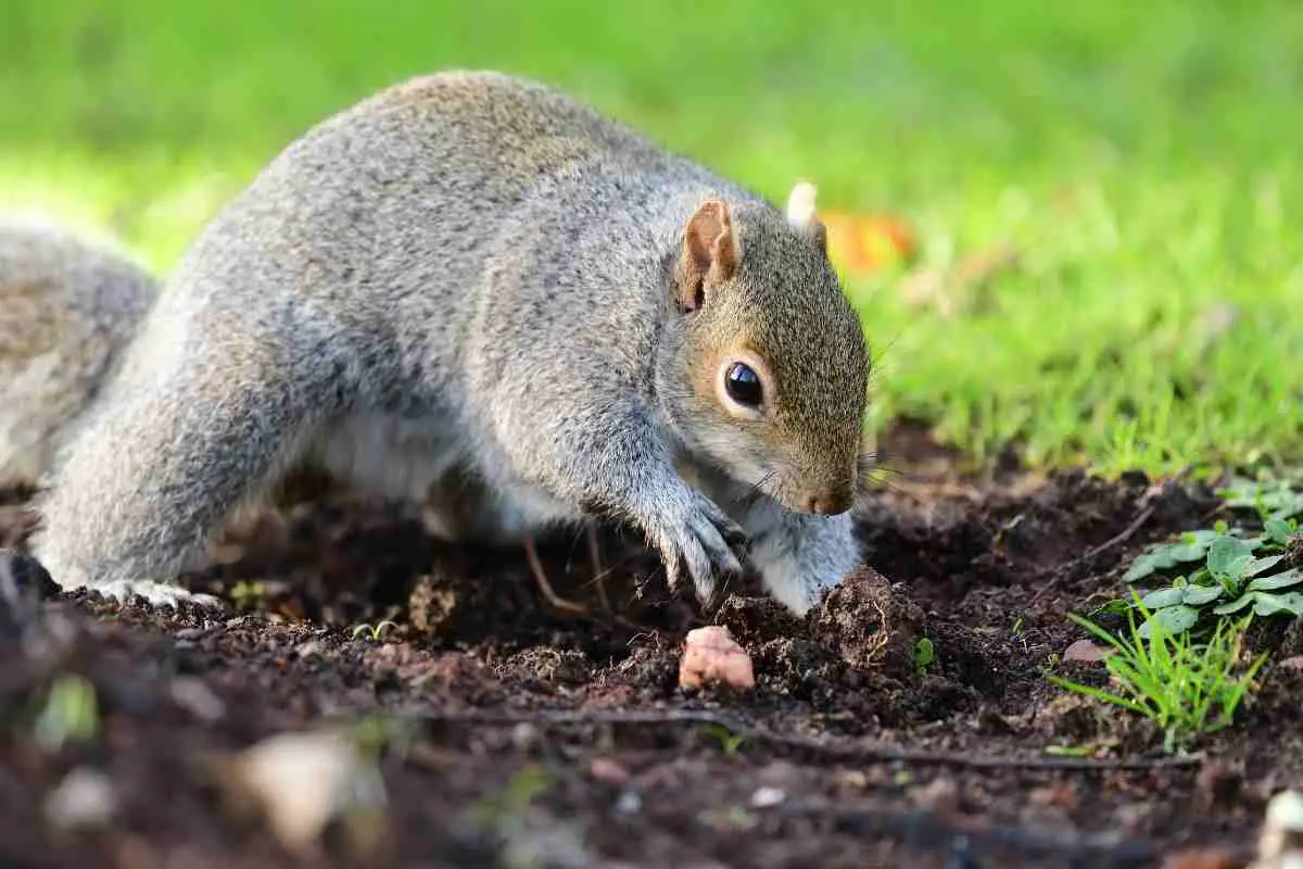 Why Are Squirrels Digging Up My Garden?