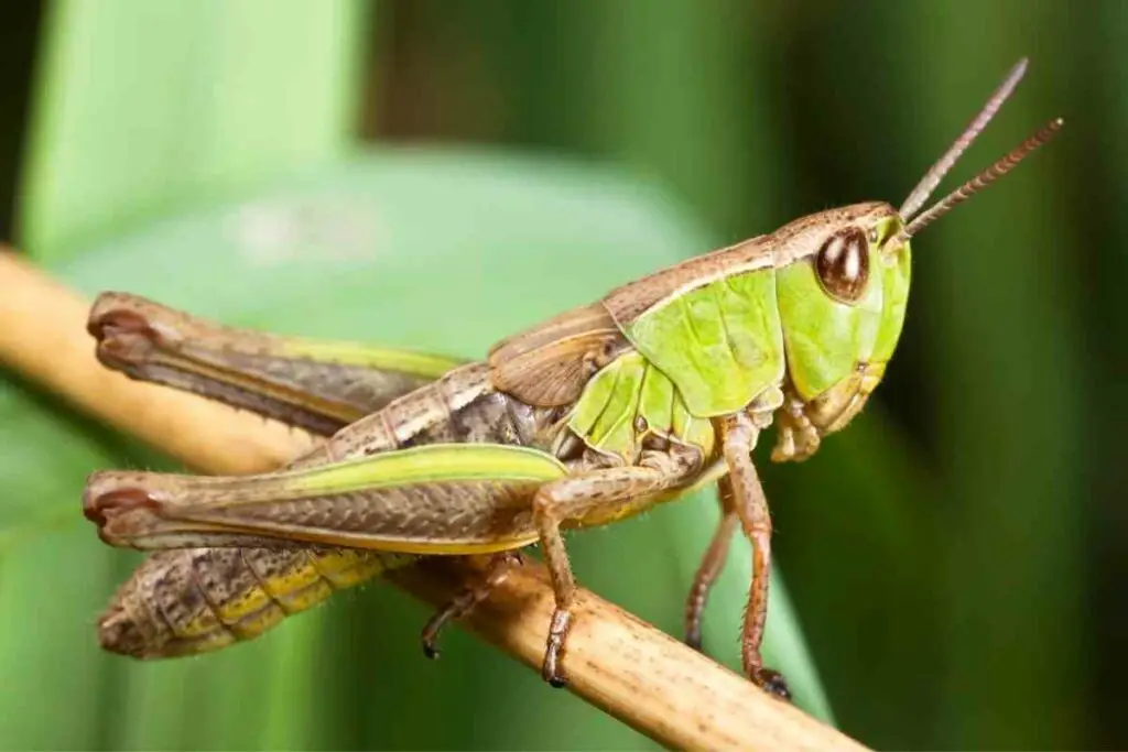 Do Grasshoppers Bite? Are They Dangerous?