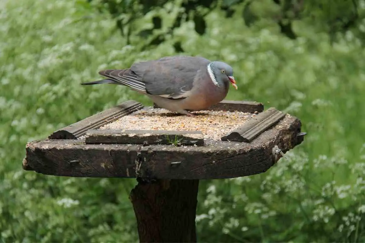 How to Make a Bird Table Pigeon-Proof