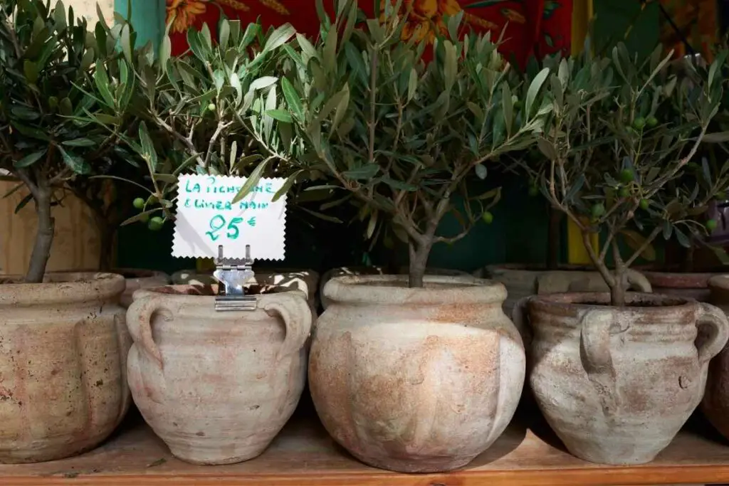 What Size Pot Do You Need for an Olive Tree?