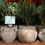What Size Pot Do You Need for an Olive Tree?
