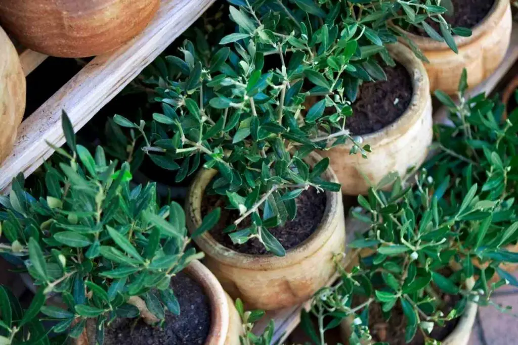 Seven Problems You Might Face Growing Olive Trees in Pots