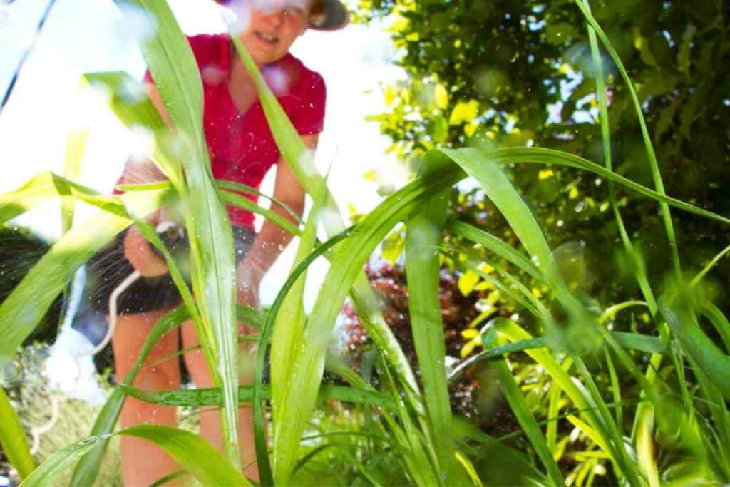 Lady killing weeds