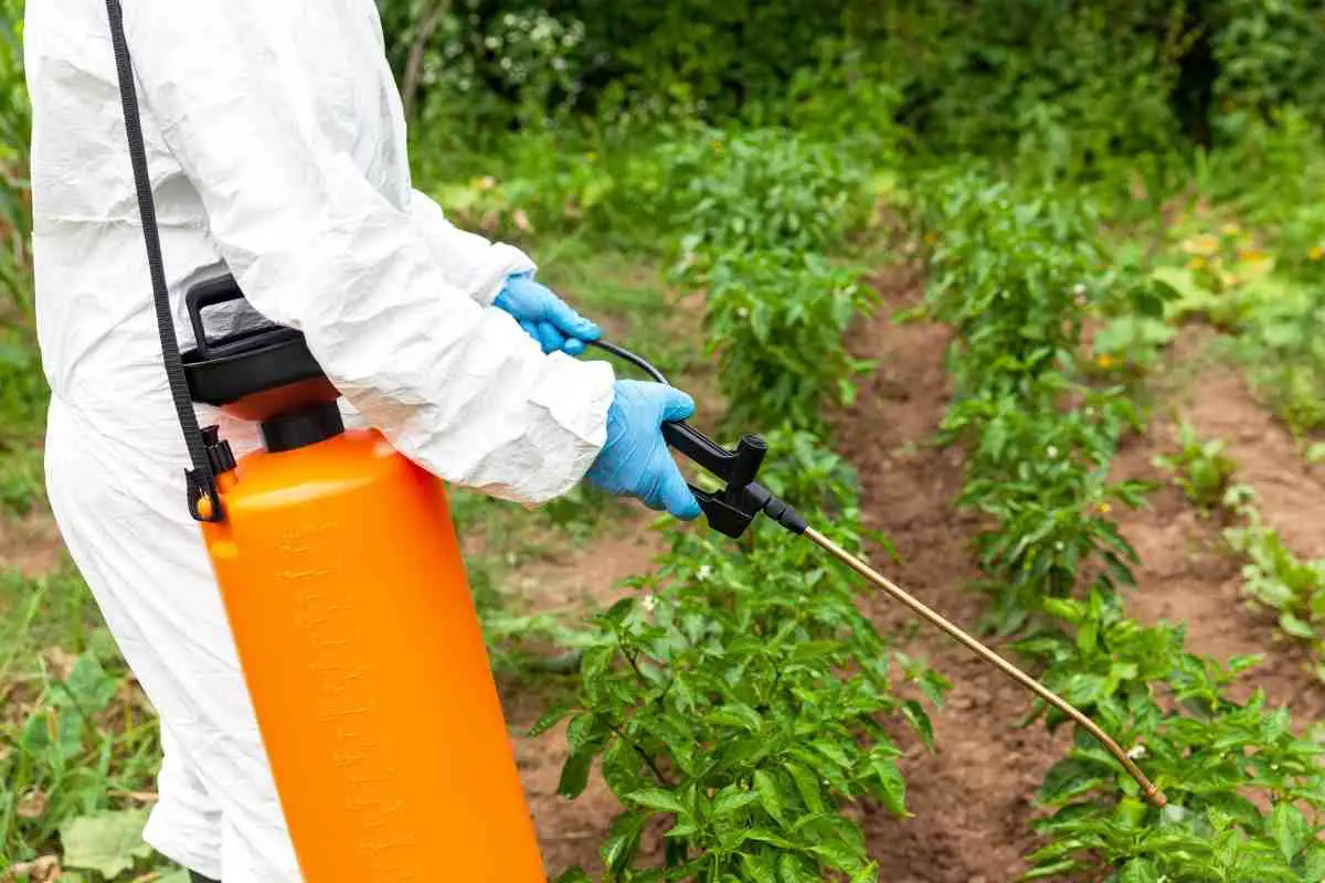 How Long Does Roundup Take To Kill Weeds?
