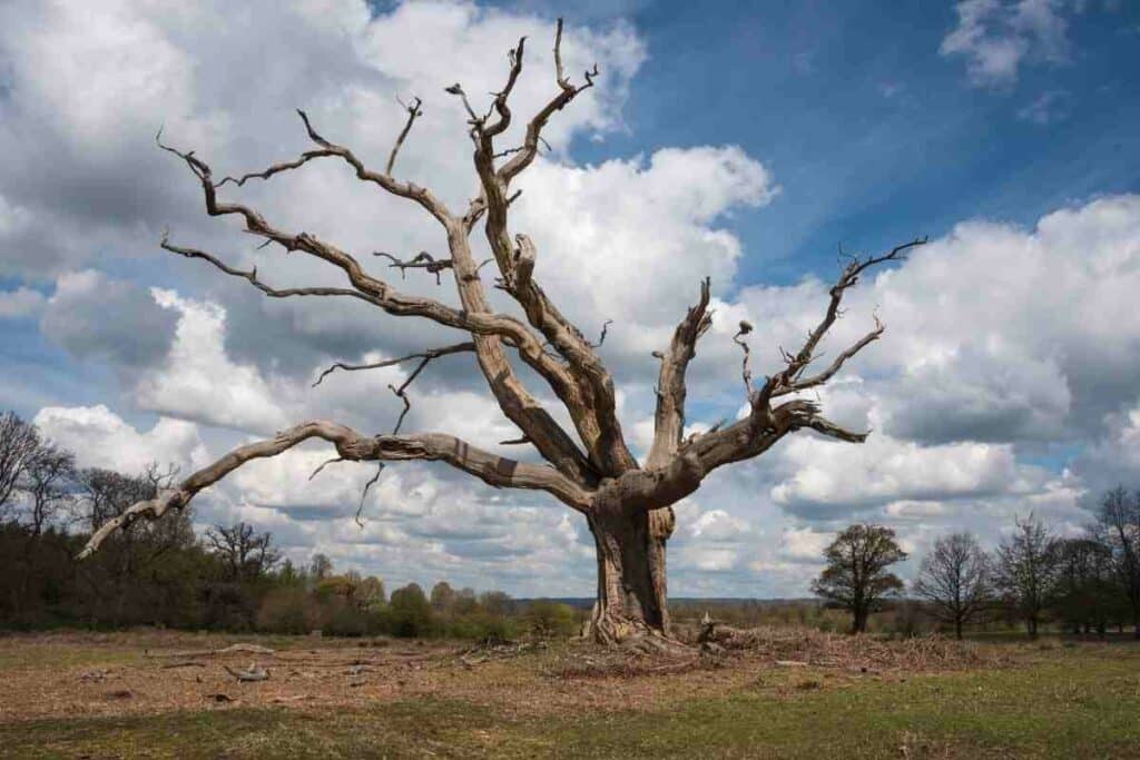 dead tree