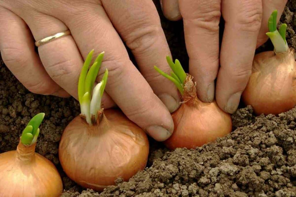 planting onions