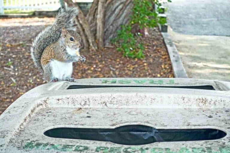 Will Mothballs Keep Squirrels Away From My Home And Garden? Gardenia