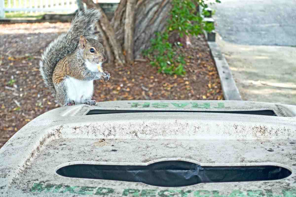Will Mothballs Keep Squirrels Away From My Home And Garden? Gardenia