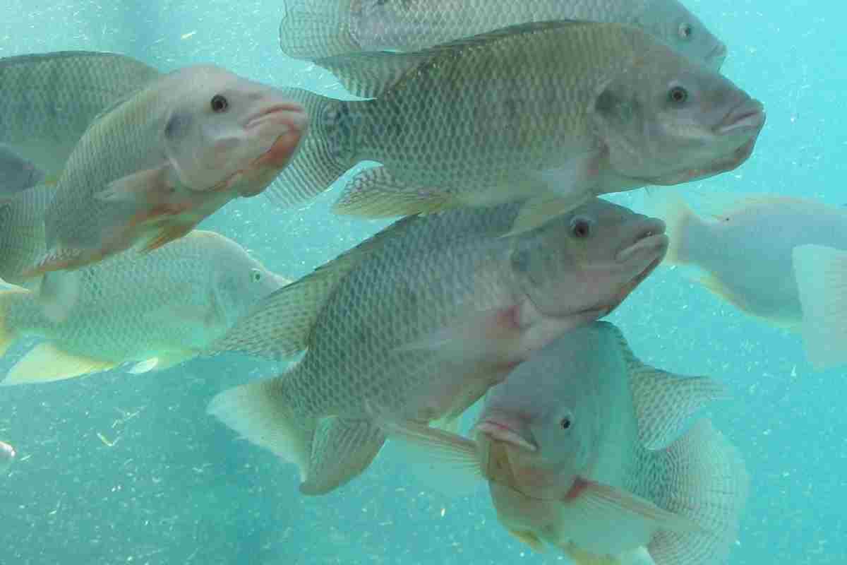 Can You Use Tilapia for Aquaponics? Yes, Here’s Why