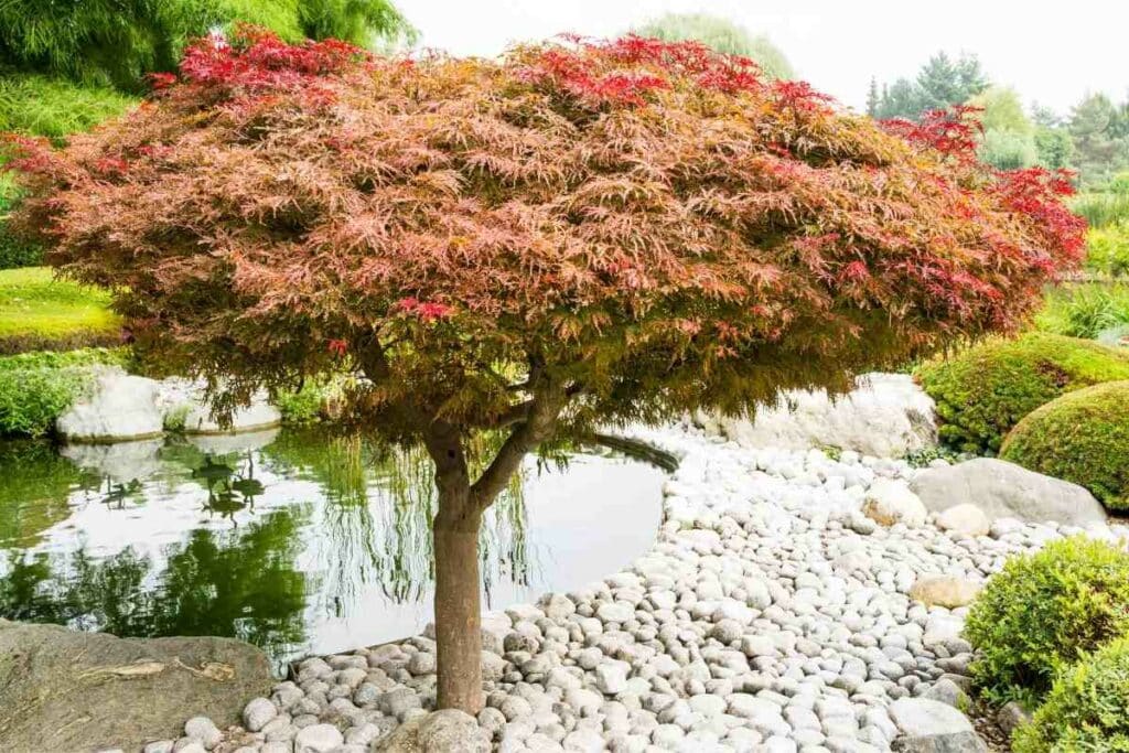 Japanese Maple Trees