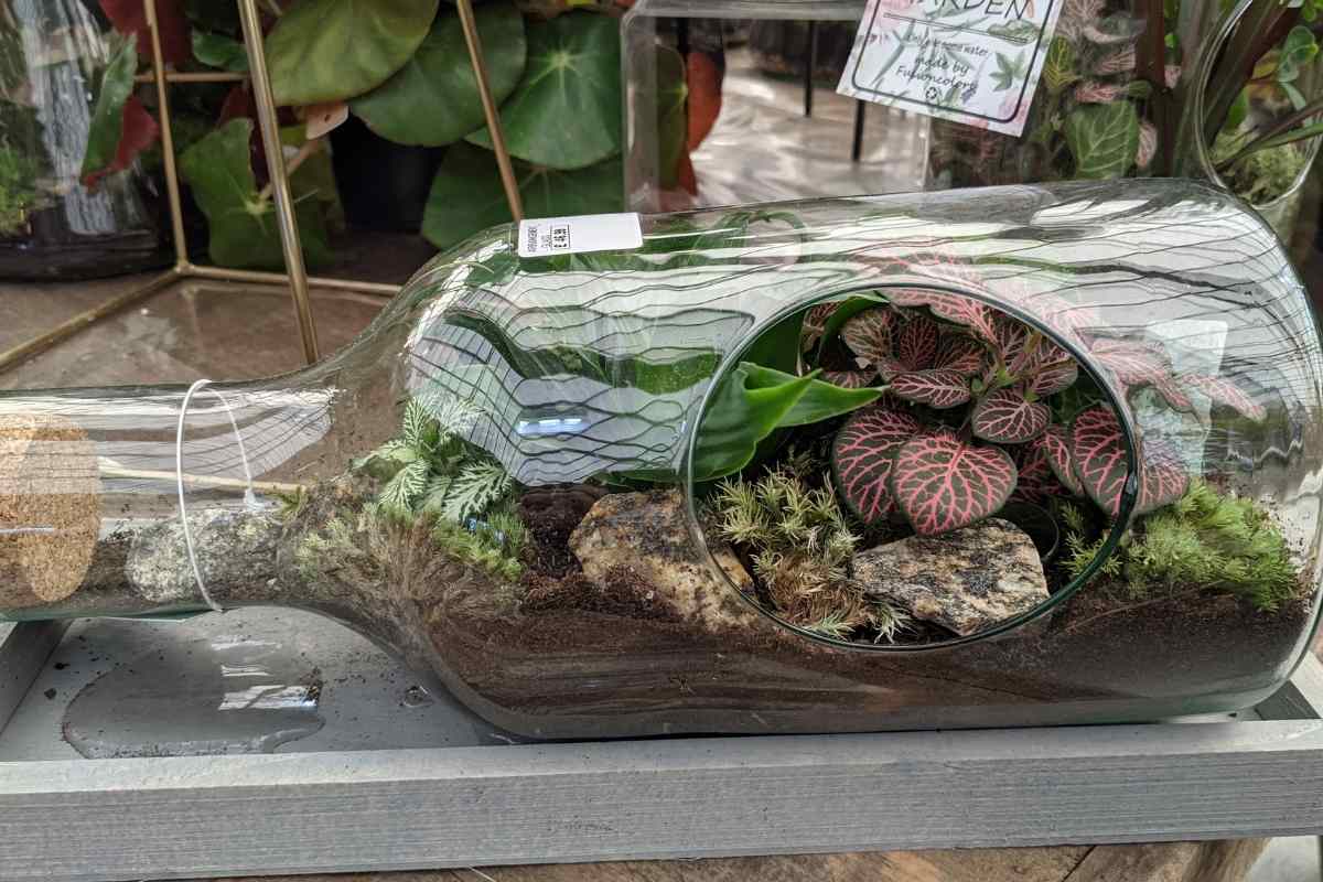 How Long Do Closed Terrariums Last? Gardenia Organic